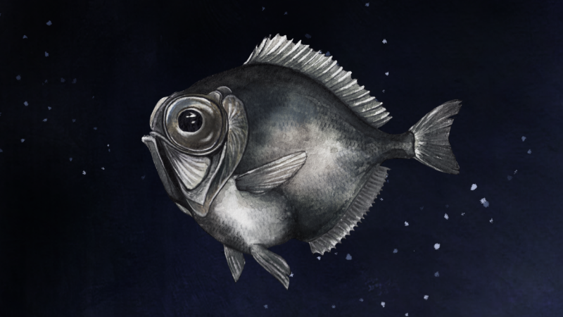 Deep-sea fishes have super vision to see and interpret light in low light conditions 