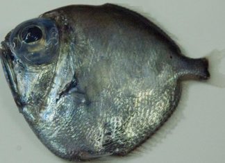 Deep-sea fish have super vision to cope with abyssal darkness Deep-sea fish have super vision to cope with abyssal darkness