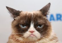 Grumpy Cat is dead but will live on through AI grumpy cat is dead but will live on though AI