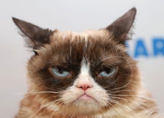 Grumpy Cat is dead but will live on through AI grumpy cat is dead but will live on though AI
