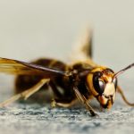 wasps