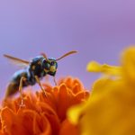 wolfgang-hasselmann-1254876-unsplash