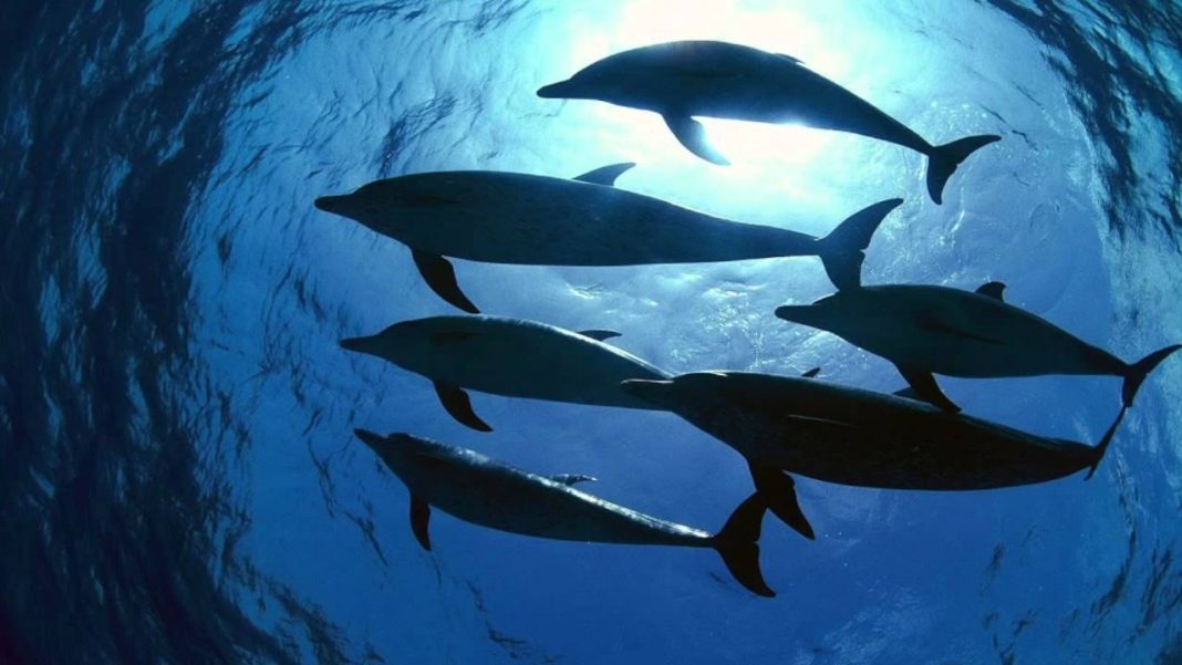 Canada one step closer to banning dolphins, whales in captivity