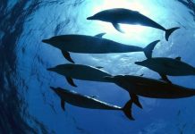 Canada Bans Whale and Dolphin Captivity Canada one step closer to banning dolphins, whales in captivity