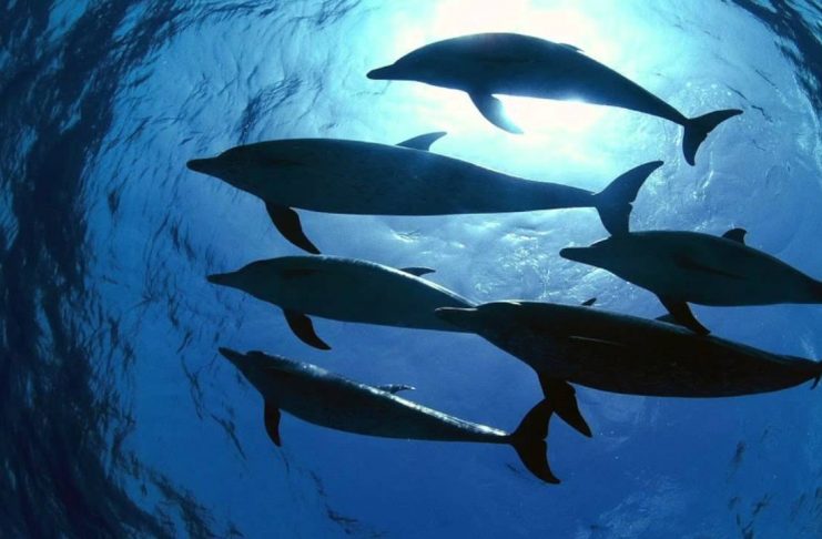 Canada one step closer to banning dolphins, whales in captivity