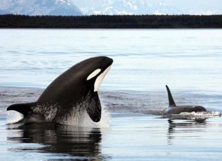 Canada Makes it Illegal to Keep Whales and Dolphins in Captivity