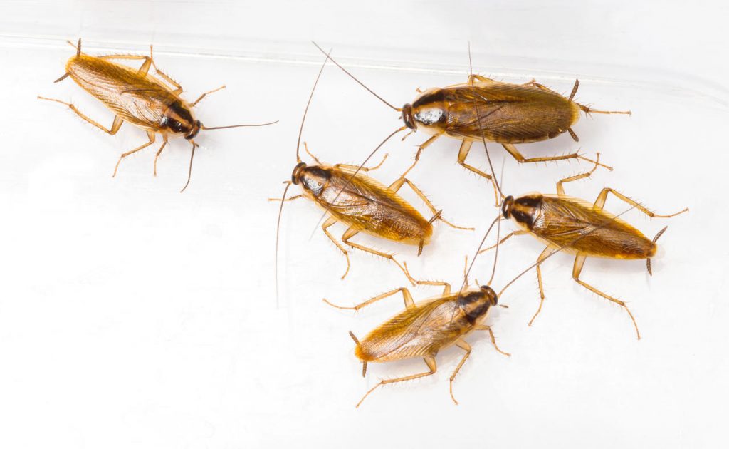 Evolving cockroaches