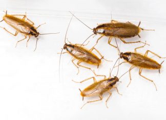 Evolving cockroaches are becoming almost impossible to kill Evolving cockroaches