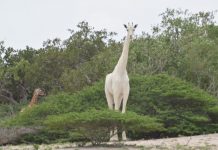 The World’s Only White Giraffe is Pregnant!
