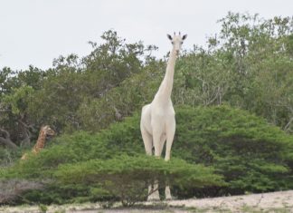 The World’s Only White Giraffe is Pregnant!