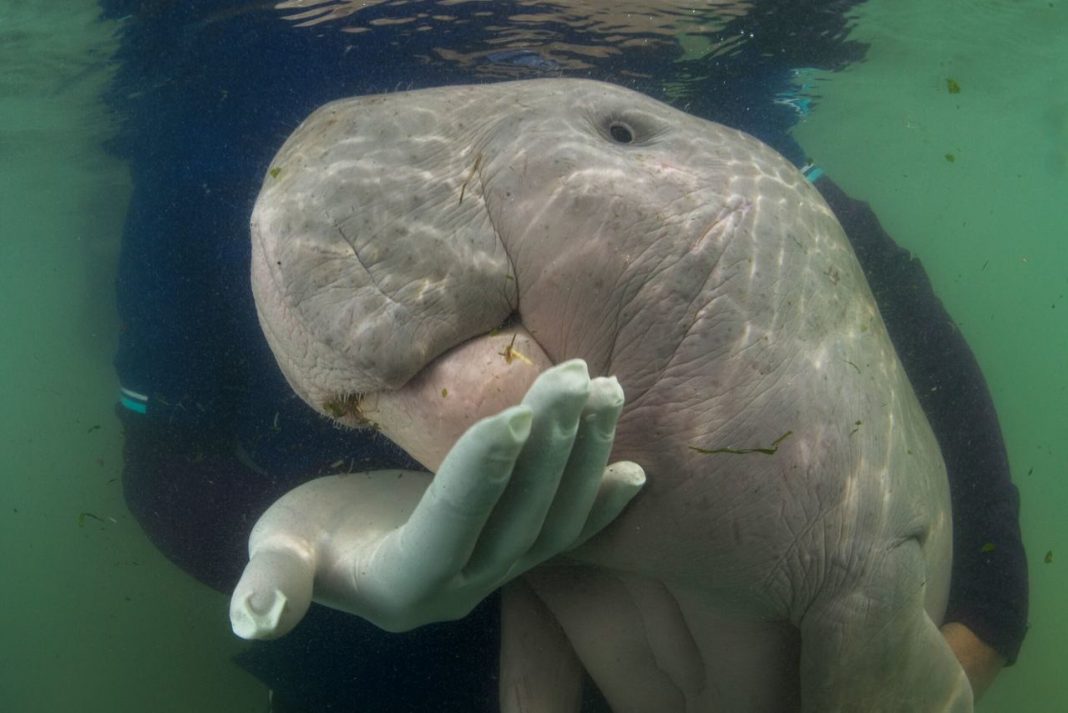 Marium the dugong from Thailand died of plastic waste
