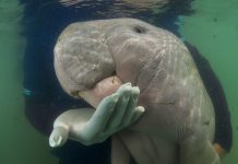 Marium the dugong from Thailand died of plastic waste Marium the dugong from Thailand died of plastic waste