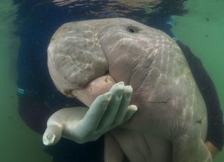 Marium the dugong from Thailand died of plastic waste Marium the dugong from Thailand died of plastic waste