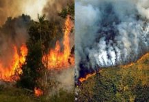 Break down of the Amazon rainforest fires Break down of the Amazon rainforest fires