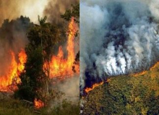 Break down of the Amazon rainforest fires Break down of the Amazon rainforest fires
