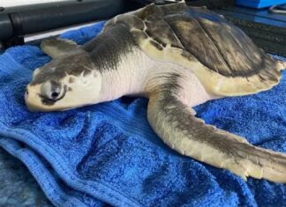 Endangered sea turtle rehabilitated after rescue in Northern Wales, will return to the wild